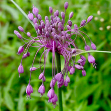 Načíst obrázek do prohlížeče Galerie, Okrasný česnek kýlnatý - "Purple", 10ks