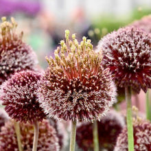 Načíst obrázek do prohlížeče Galerie, Okrasný česnek ametystový - "Forelock", 1ks