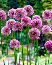 Načíst obrázek do prohlížeče Galerie, Okrasný česnek - "Glory of Pamir", 1ks