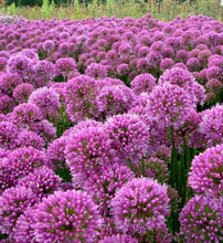 Načíst obrázek do prohlížeče Galerie, Okrasný česnek - "Millenium", 2ks