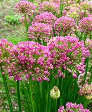 Načíst obrázek do prohlížeče Galerie, Okrasný česnek - "Millenium", 2ks