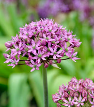 Načíst obrázek do prohlížeče Galerie, Okrasný česnek černý - "Pink Jewel", 1ks