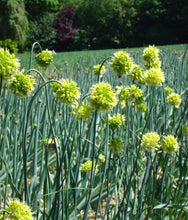 Načíst obrázek do prohlížeče Galerie, Okrasný česnek šikmý - "Obliquum", 1ks