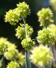 Načíst obrázek do prohlížeče Galerie, Okrasný česnek šikmý - "Obliquum", 1ks