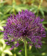 Načíst obrázek do prohlížeče Galerie, Okrasný česnek - "Purple Rain", 4ks