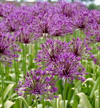 Načíst obrázek do prohlížeče Galerie, Okrasný česnek - "Purple Rain", 4ks