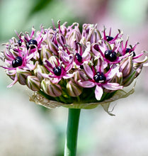 Načíst obrázek do prohlížeče Galerie, Okrasný česnek - "Starlight", 5ks