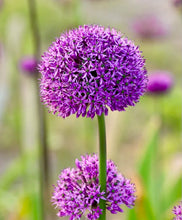 Načíst obrázek do prohlížeče Galerie, Okrasný česnek - "Statos", 3ks