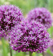 Načíst obrázek do prohlížeče Galerie, Okrasný česnek - "Venus", 1ks