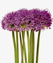 Načíst obrázek do prohlížeče Galerie, Okrasný česnek - "Statos", 3ks