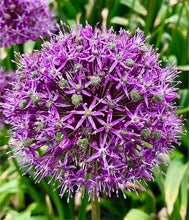 Načíst obrázek do prohlížeče Galerie, Okrasný česnek - "Venus", 1ks