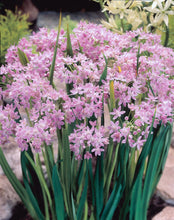 Načíst obrázek do prohlížeče Galerie, Okrasný česnek růžový - "Roseum", 7ks