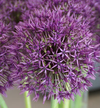 Načíst obrázek do prohlížeče Galerie, Okrasný česnek - "Universe", 1ks