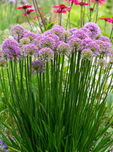 Načíst obrázek do prohlížeče Galerie, Okrasný česnek - "Millenium", 2ks