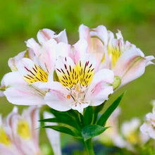 Načíst obrázek do prohlížeče Galerie, Alstrœmerie (Peruánská lilie) - "Venus"