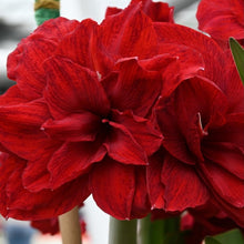 Načíst obrázek do prohlížeče Galerie, Hvězdník (Amaryllis) - "Amarantia"®, 1ks