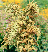 Načíst obrázek do prohlížeče Galerie, Laskavec krvavý - "Autum's touch"