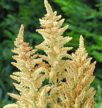 Načíst obrázek do prohlížeče Galerie, Laskavec krvavý - "Autum's touch"