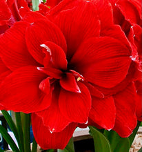 Načíst obrázek do prohlížeče Galerie, Hvězdník (Amaryllis) - "Double Dragon" 1ks