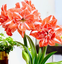 Načíst obrázek do prohlížeče Galerie, Hvězdník (Amaryllis) -"Sunshine (Sunny) Nymph"®, 1ks