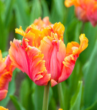 Načíst obrázek do prohlížeče Galerie, Tulipán - "Amazing Parrot®", 5ks