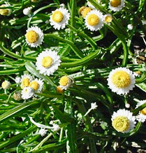 Načíst obrázek do prohlížeče Galerie, Slaměnka křídlatá (Pískožil) - Grandiflorum