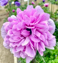 Načíst obrázek do prohlížeče Galerie, Sasanka (Anemone) Carillon - "Rosa", 8ks