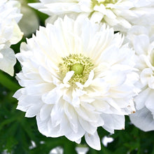 Načíst obrázek do prohlížeče Galerie, Sasanka (Anemone) - "LEVANTE®", Bianco, 5ks