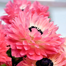 Načíst obrázek do prohlížeče Galerie, Sasanka (Anemone) - " LEVANTE®", Rosa, 5ks