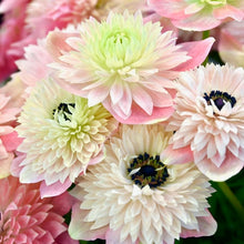 Načíst obrázek do prohlížeče Galerie, Sasanka (Anemone) - "LEVANTE®", Rosa Chiaro, 5ks