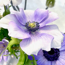 Načíst obrázek do prohlížeče Galerie, Sasanka (Anemone) - "MISTRAL PLUS®", Azzuro, 5ks