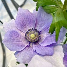 Načíst obrázek do prohlížeče Galerie, Sasanka (Anemone) - "MISTRAL PLUS®", Azzuro, 5ks