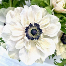 Načíst obrázek do prohlížeče Galerie, Sasanka (Anemone) - "MISTRAL PLUS®", Panda, 5ks