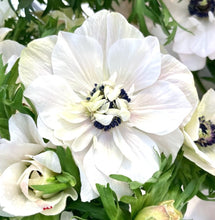 Načíst obrázek do prohlížeče Galerie, Sasanka (Anemone) - "MISTRAL PLUS®", Panda, 5ks