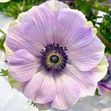 Načíst obrázek do prohlížeče Galerie, Sasanka (Anemone) - " MISTRAL PLUS®", Rarity, 5ks