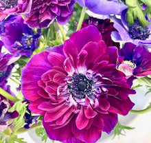 Načíst obrázek do prohlížeče Galerie, Sasanka (Anemone) - "MISTRAL®", Bordeaux, 5ks