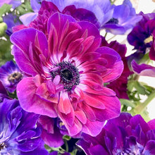 Načíst obrázek do prohlížeče Galerie, Sasanka (Anemone) - "MISTRAL®", Bordeaux, 5ks