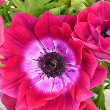 Načíst obrázek do prohlížeče Galerie, Sasanka (Anemone) - "MISTRAL®", Magenta, 5ks