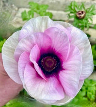 Načíst obrázek do prohlížeče Galerie, Sasanka (Anemone) Cristina - "Bicolor Rosa", 5ks