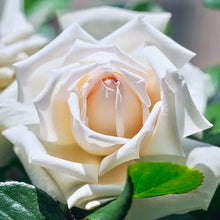 Načíst obrázek do prohlížeče Galerie, Růže - "ANGGUN®, var. Meibokir", sazenice 1ks