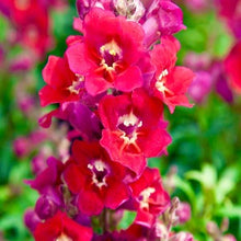 Načíst obrázek do prohlížeče Galerie, Hledík - "F1 Antiquity", Red Bicolour