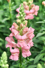 Načíst obrázek do prohlížeče Galerie, Hledík větší - "Potomac", Pink