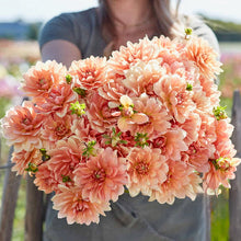 Načíst obrázek do prohlížeče Galerie, Jiřina - "Apricot Desire", 1ks
