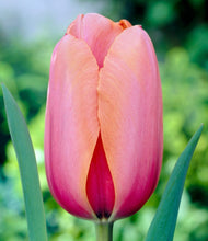 Načíst obrázek do prohlížeče Galerie, Tulipán - "Apricot Impression", 5ks nebo 10ks