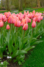 Načíst obrázek do prohlížeče Galerie, Tulipán - "Apricot Impression", 5ks nebo 10ks
