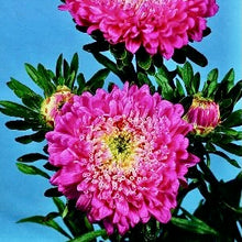 Načíst obrázek do prohlížeče Galerie, Astra čínská - "Matador", Crimson