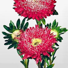 Načíst obrázek do prohlížeče Galerie, Astra čínská - "Matador", Fiery Red