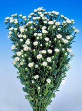 Načíst obrázek do prohlížeče Galerie, Astra čínská - "Serenade", White