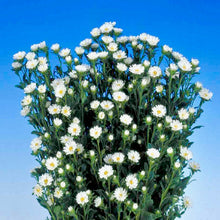 Načíst obrázek do prohlížeče Galerie, Astra čínská - "Serenade", White