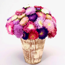 Načíst obrázek do prohlížeče Galerie, Astra čínská - "Standy", Mix Barev